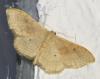 Idaea rubraria